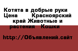 Котята в добрые руки › Цена ­ 1 - Красноярский край Животные и растения » Кошки   